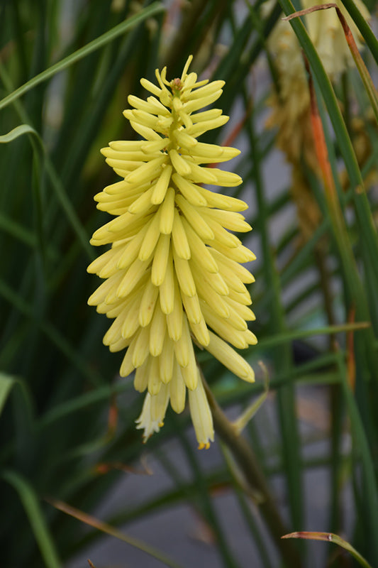 Kniphofia 'Pineapple Popsicle'