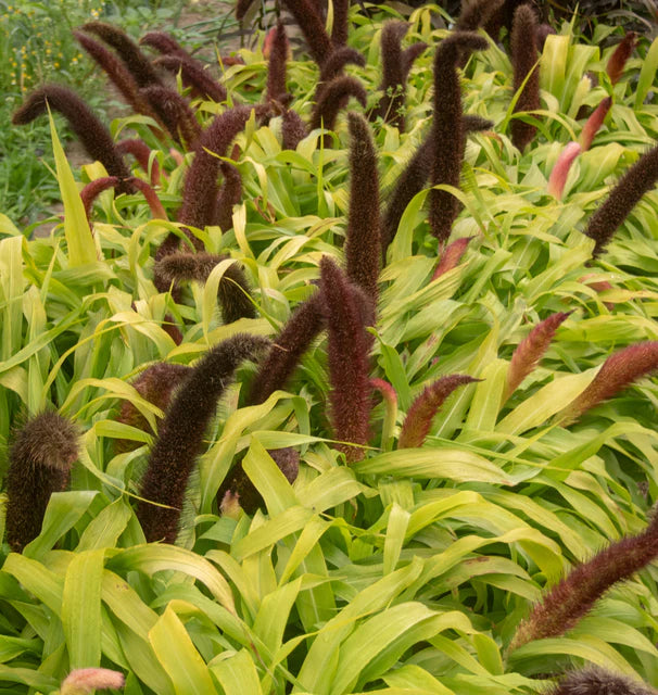 Ornamental Grass - Jade Princess