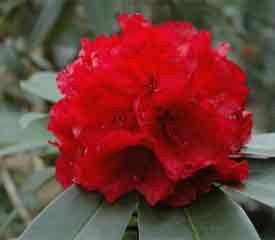 Rhododendron 'Grace Seabrook'