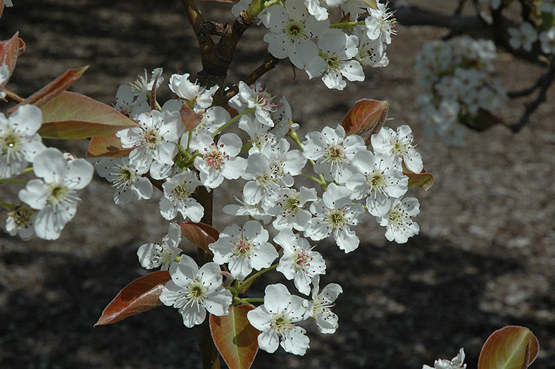 Pear - Pyrus 'Chojuro'