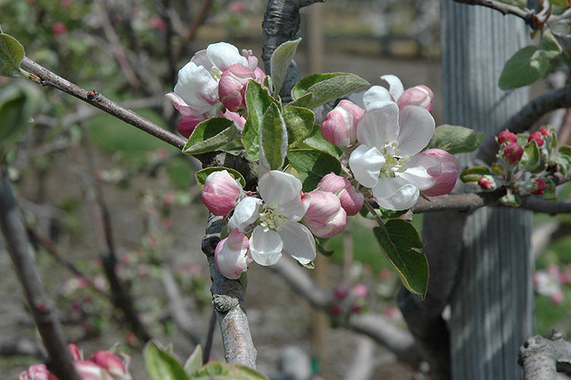 Apple - Malus 'Akane'