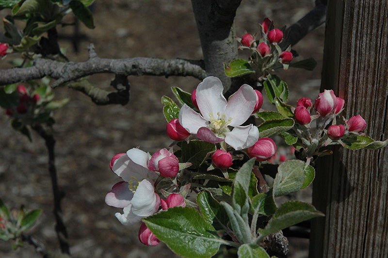 Apple - Malus 'Cox Queen'