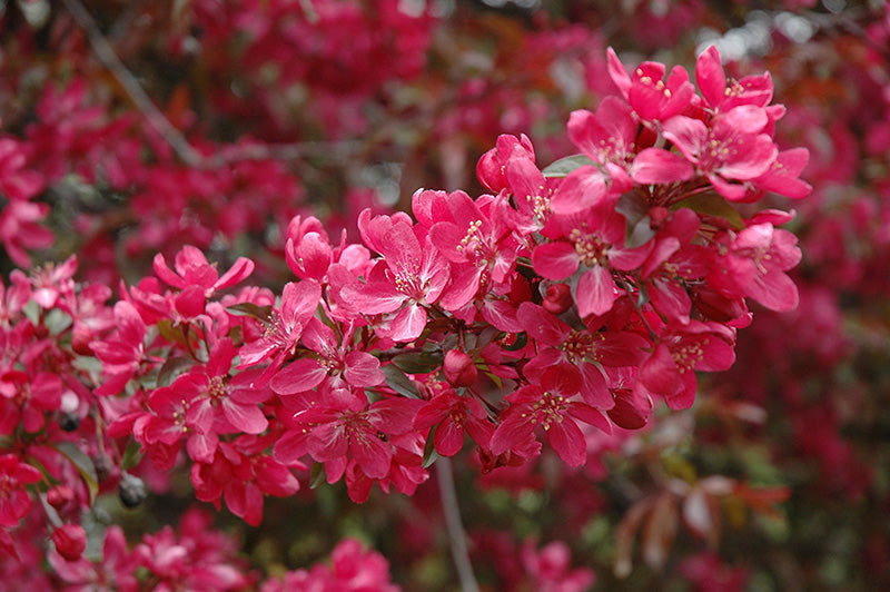 Apple - Malus 'Burgundy'