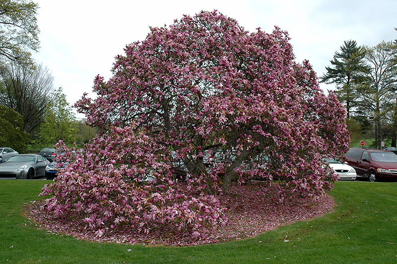Magnolia hybrid 'Betty'
