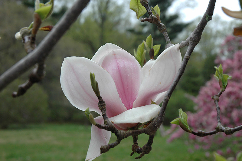 Magnolia soulangeana 'San Jose'