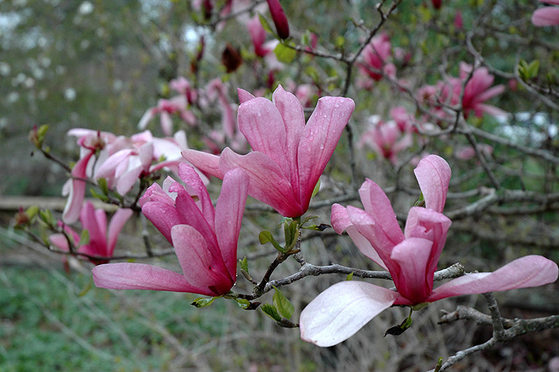 Magnolia x 'Galaxy'