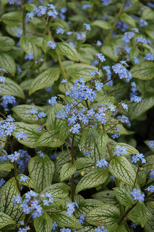 Brunnera macrophylla 'Silver Heart'