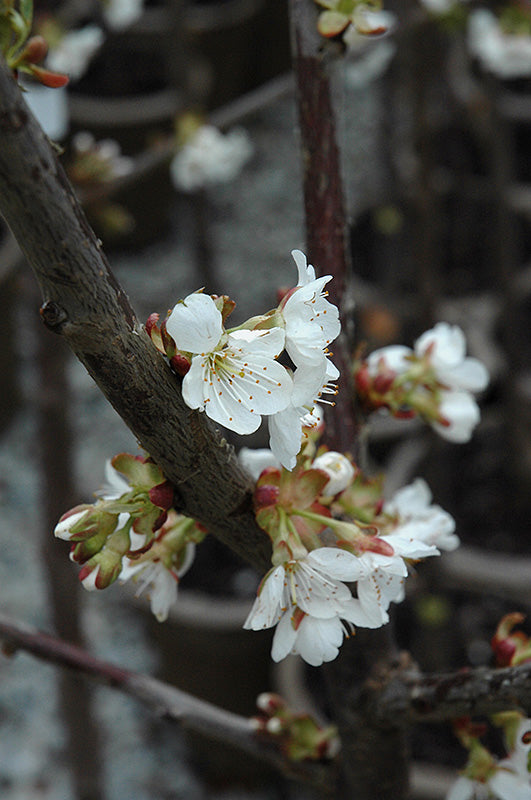 Cherry - Prunus 'Compact Stella'
