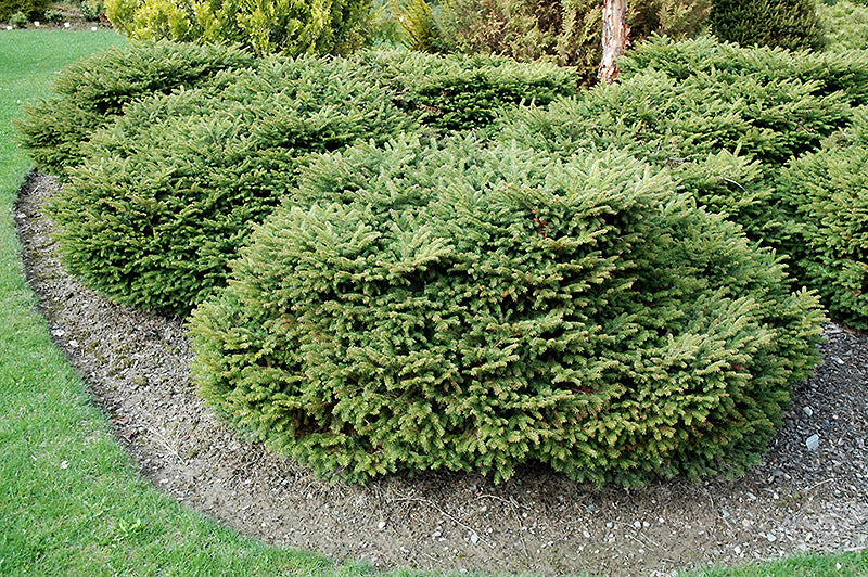 Picea abies 'Repens'