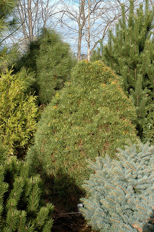Pinus sylvestris 'Viridis Compacta'