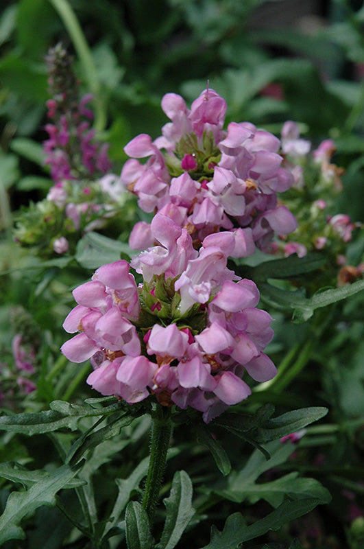Prunella hybrid 'Summer Daze'