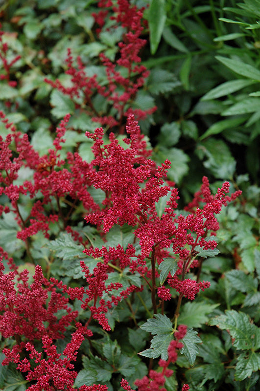 Astilbe arendsii 'Burgundy Red'