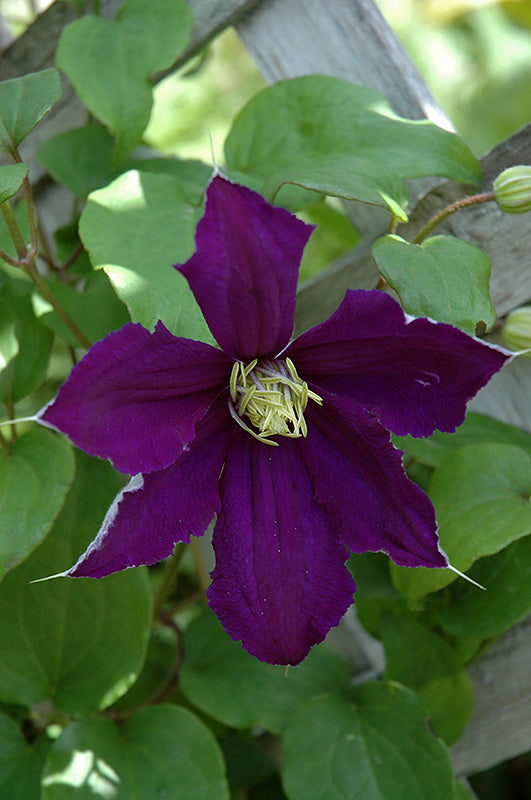Clematis 'Rhapsody'