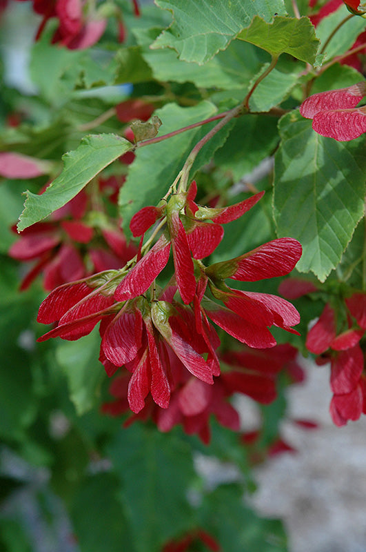 Acer tataricum 'Red Wing'