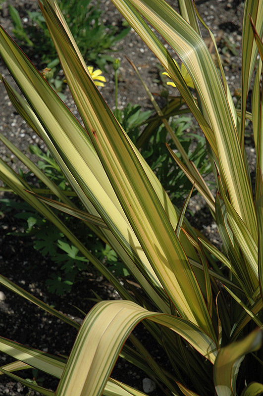 Phormium 'Apricot Queen'