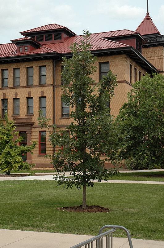 Quercus x bimundorum 'Midwest'