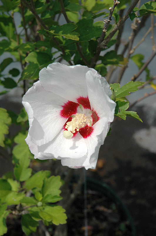 Hibiscus syriacus 'Red Heart'