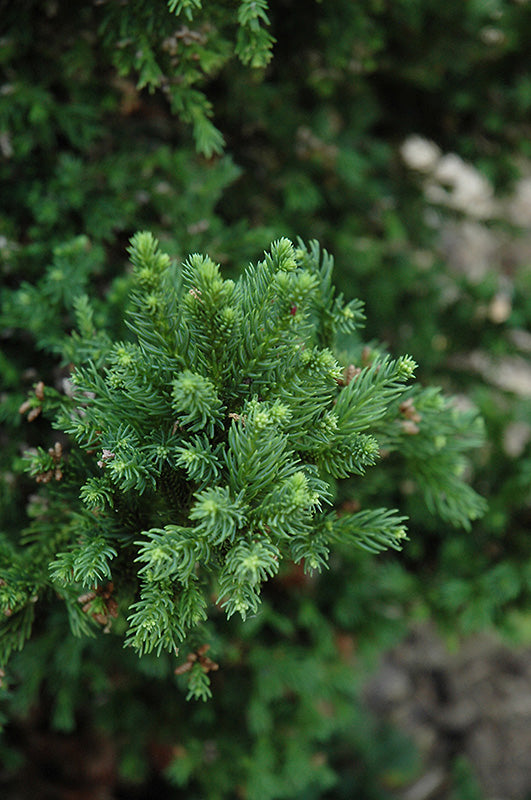 Cryptomeria japonica 'Black Dragon'