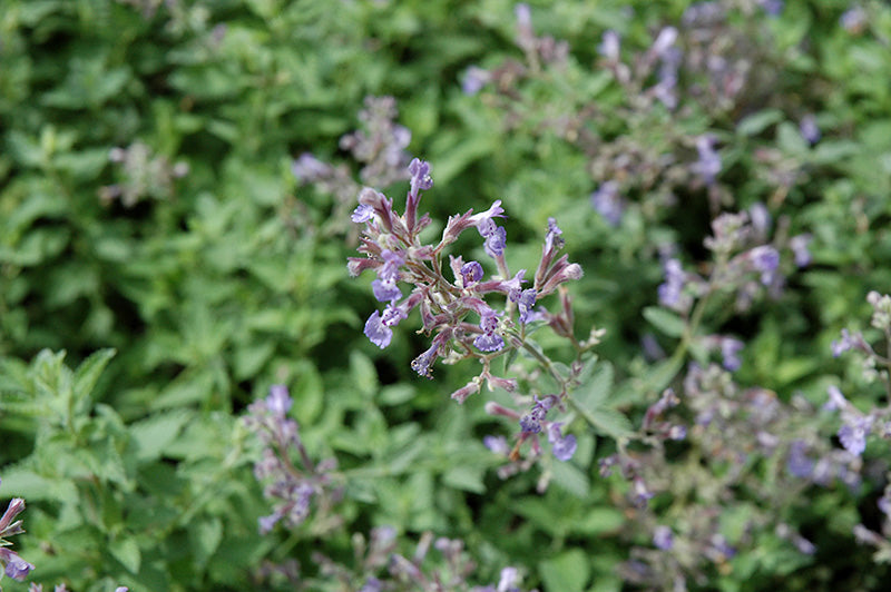 Nepeta faassenii 'Junior Walker'