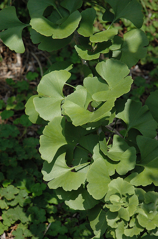Ginkgo biloba 'Chase Manhattan'