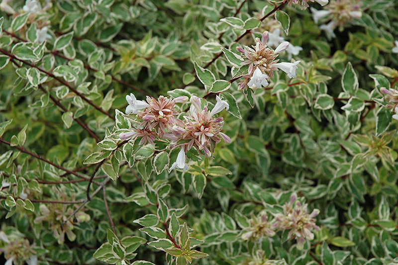 Abelia grandiflora 'Suntastic Radiance'