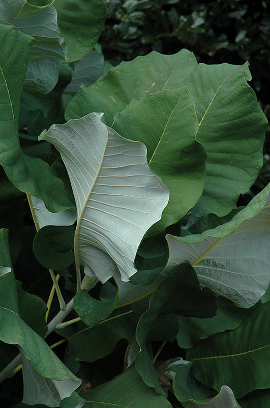 Magnolia macrophylla