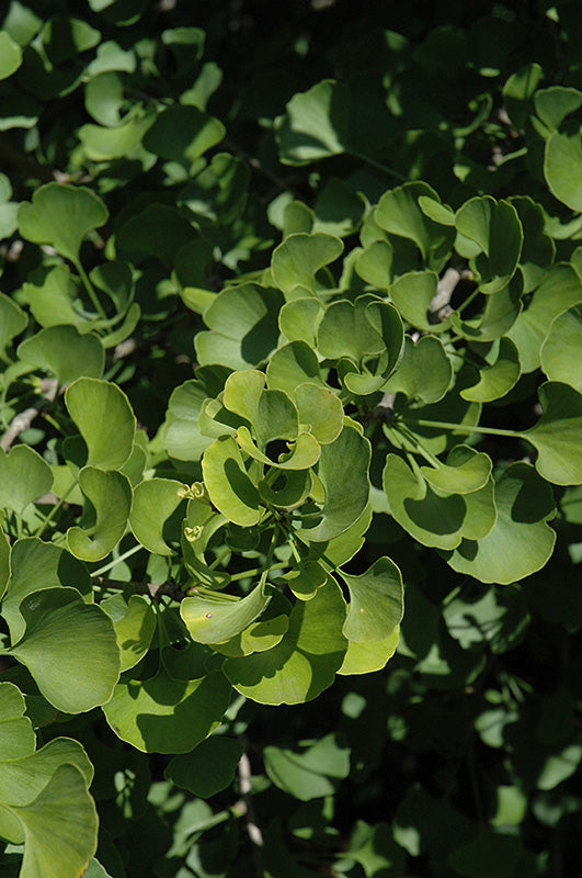Ginkgo biloba 'Jade Butterfly'