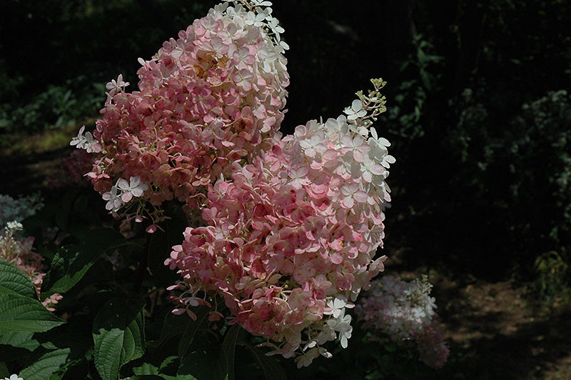 Hydrangea paniculata 'Fraise Melba'