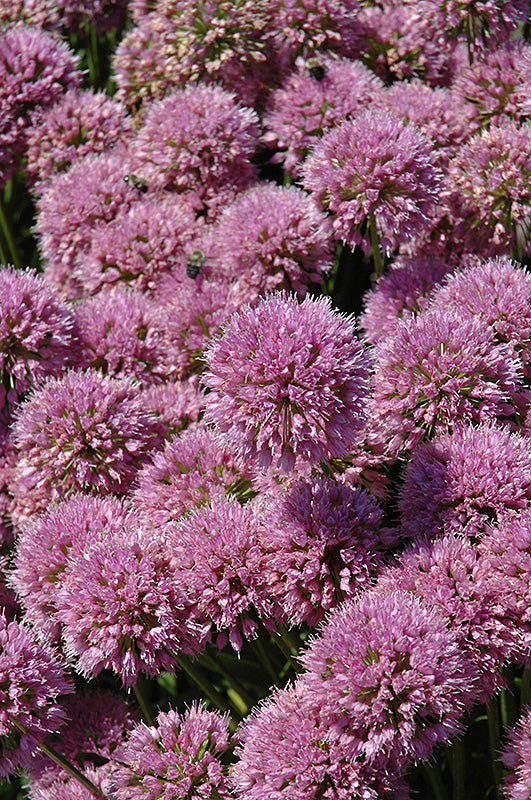 Allium 'Millenium'