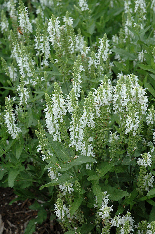 Salvia nemorosa 'Lyrical White'