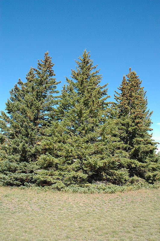 Picea glauca