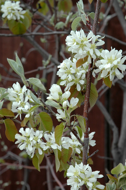 Amelanchier alnifolia 'Martin'