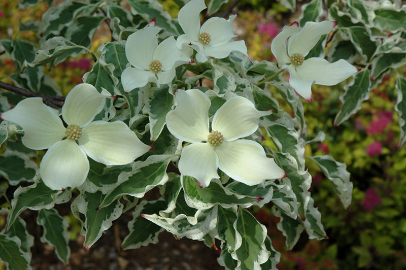 Cornus kousa 'Wolf's Eye