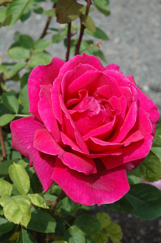 Rosa 'Chrysler Imperial'