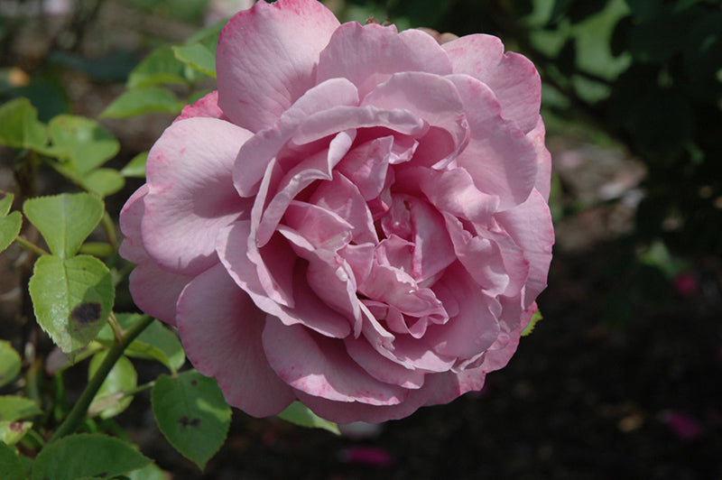 Rosa 'Heirloom'