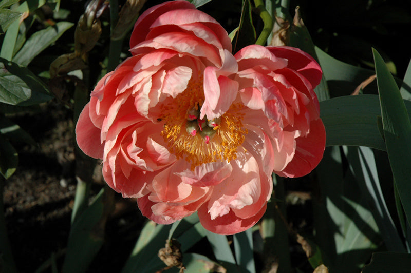 Paeonia lactiflora 'Coral Charm'