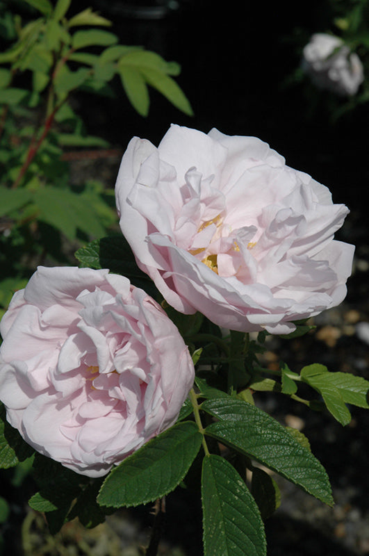 Rosa 'Snow Pavement'