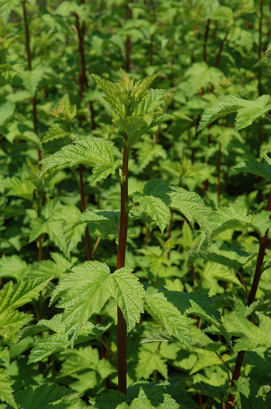 Physocarpus capitatus