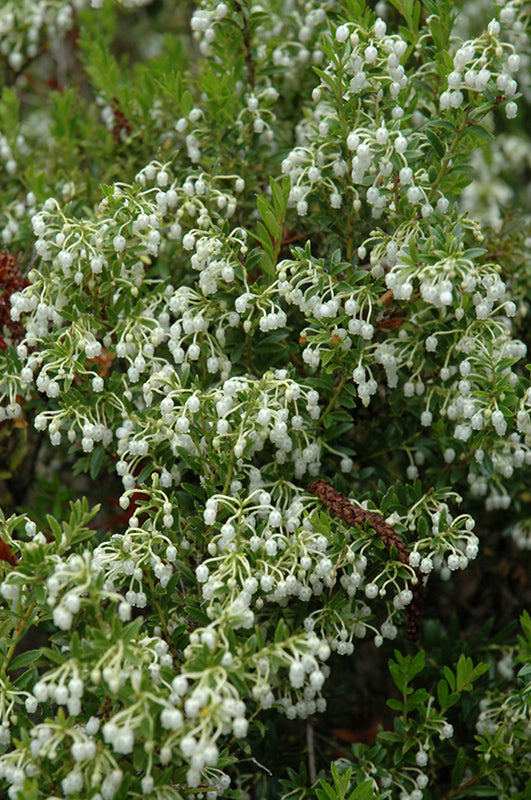 Gaultheria mucronata