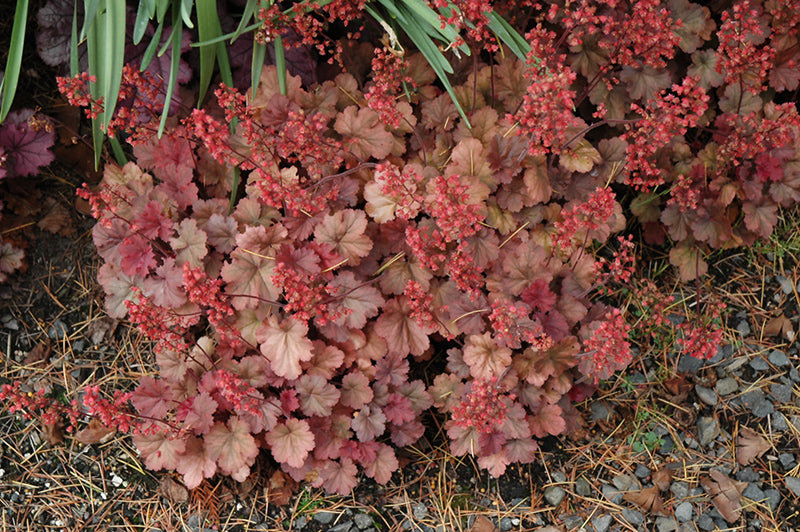 Heuchera 'Cherry Cola'
