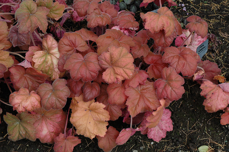 Heuchera 'Southern Comfort'