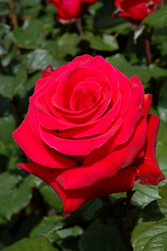 Rosa 'Let Freedom Ring'