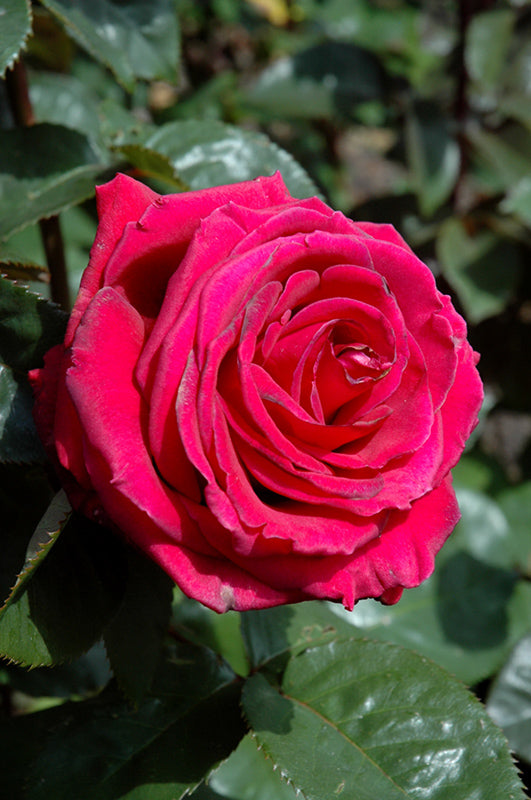 Rosa 'Firefighter'
