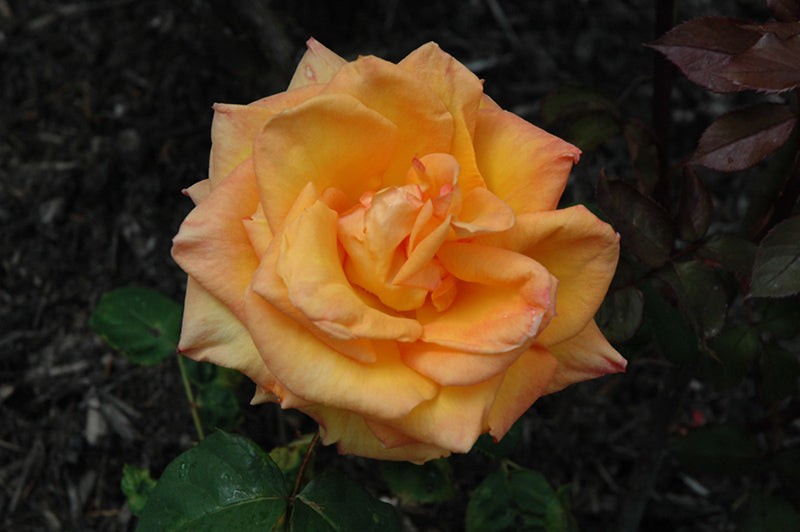 Rosa 'Chris Evert'