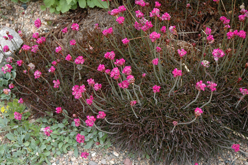 Armeria maritima 'Rubrifolia'