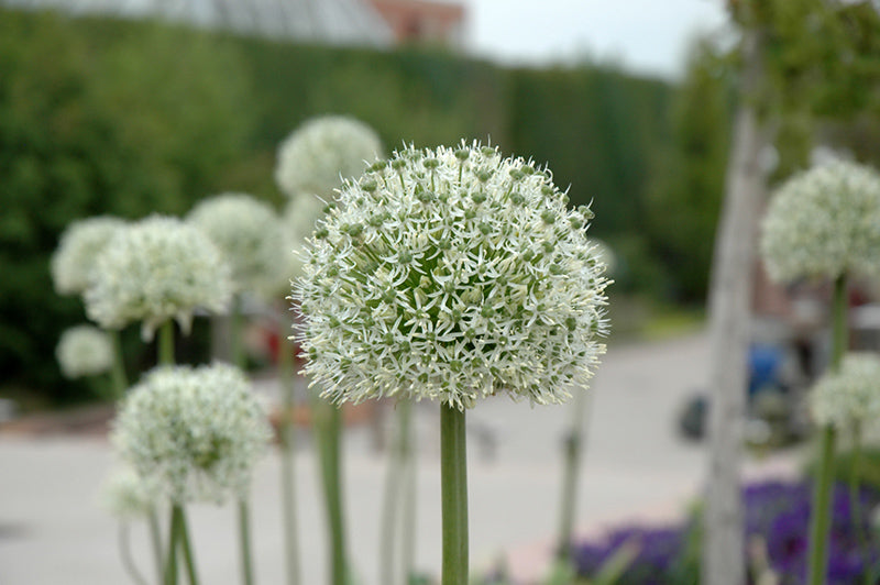 Allium 'Mount Everest'