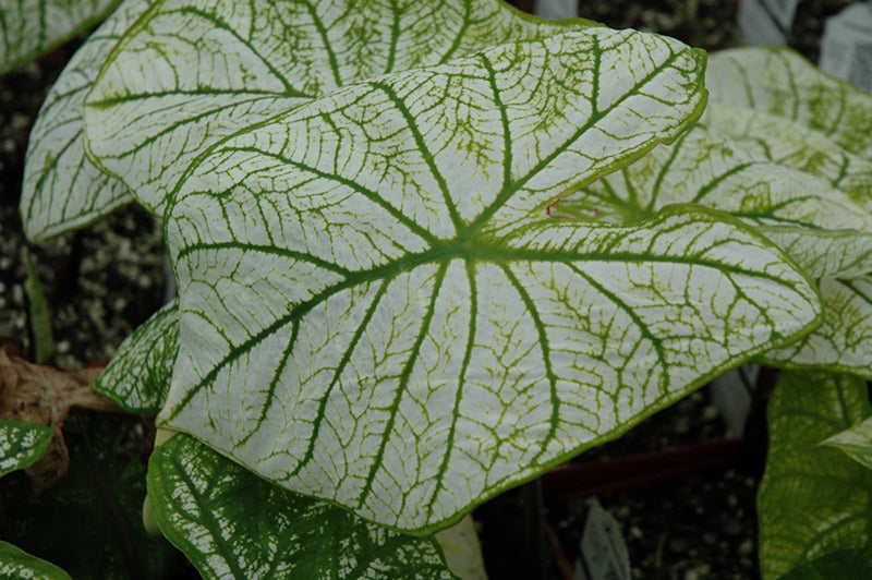 Caladium 'Candidum'