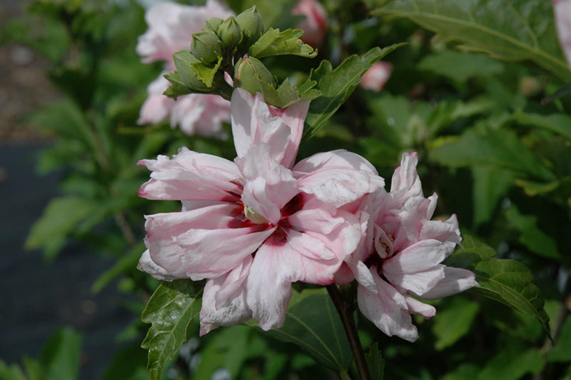 Hibiscus syriacus 'Blushing Bride'