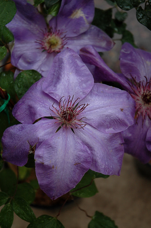 Clematis 'Elsa Spath'