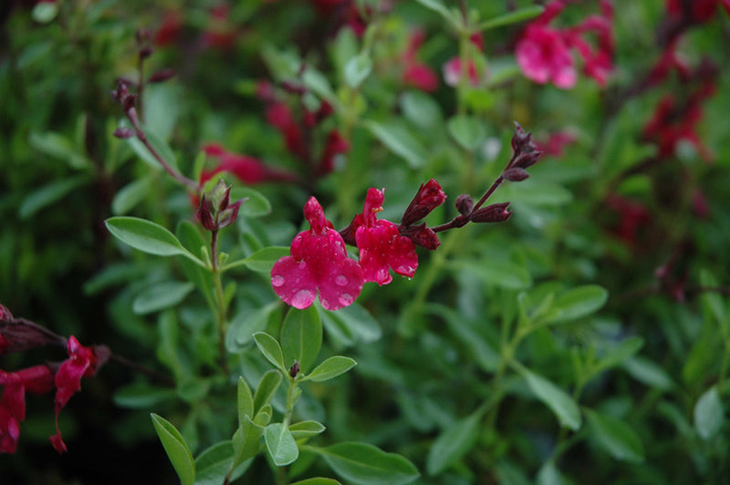 Salvia greggii 'Furman's Red'
